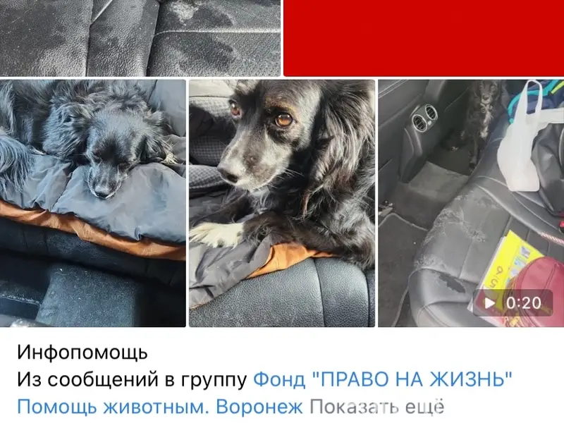 Найдена собака , ухоженная , с ошейником ногти...