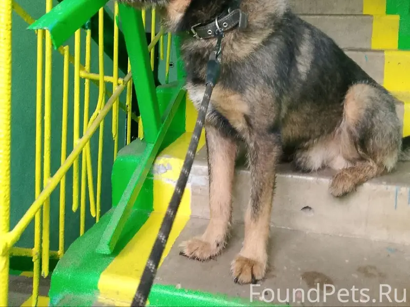 Пропала собака по кличке "Малыш"
Пошла...