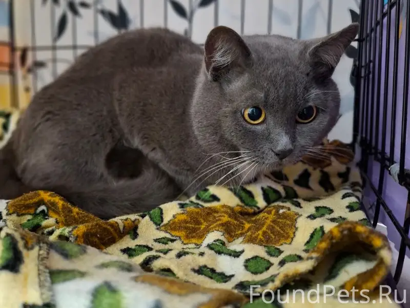 Найден домашний серый кот, белая грудка...