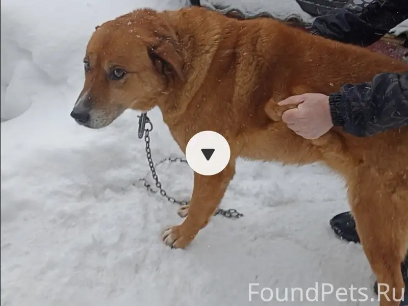 🆘🆘🆘🆘🆘🆘🆘🆘
С ул. Школьная убежала собака...
