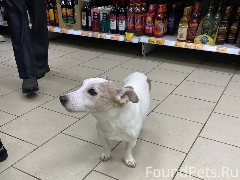 21 февраля 17:40
Найдена собака...