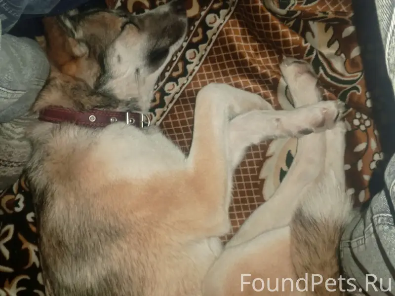 Найдена собака, обращаться по номеру 8...