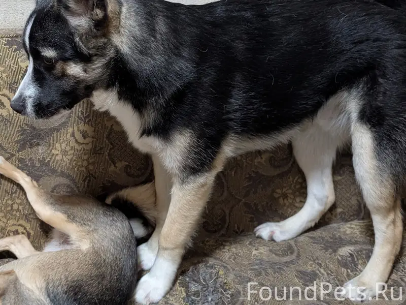 Здравствуйте!
Пропала собака на Южном, в...