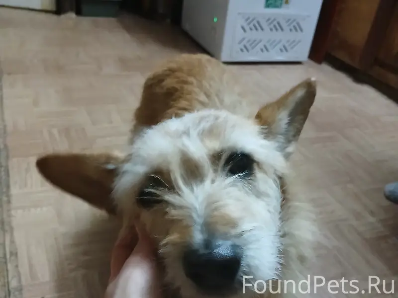 Добрый вечер! Прибилась собака. Район Нижняя...