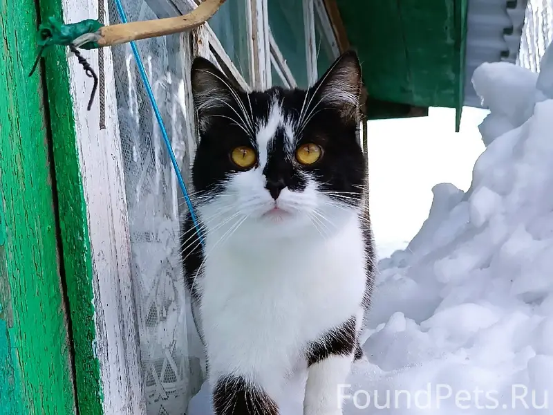 Пропал кот в районе ПМК-фаворит...