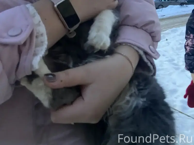 Добрый день. Найдена кошка, совсем молодая...