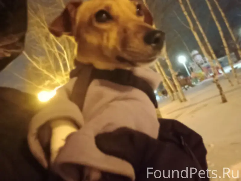 Найдена собака в 8 мкрн возле...