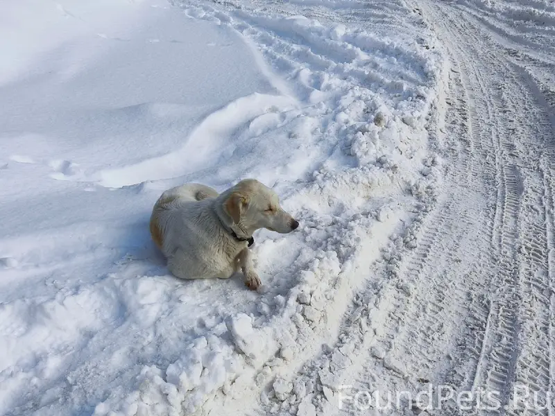 Уже недели 3 (включая жуткие морозы...