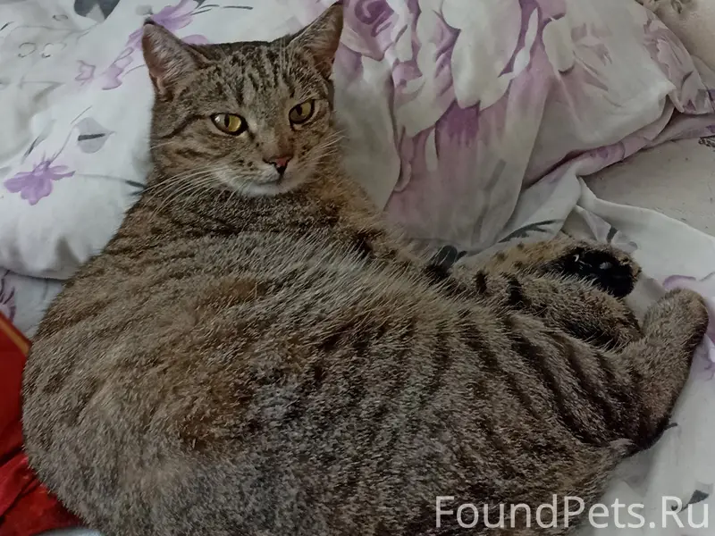 Пропала кошка в хиве, на шее...