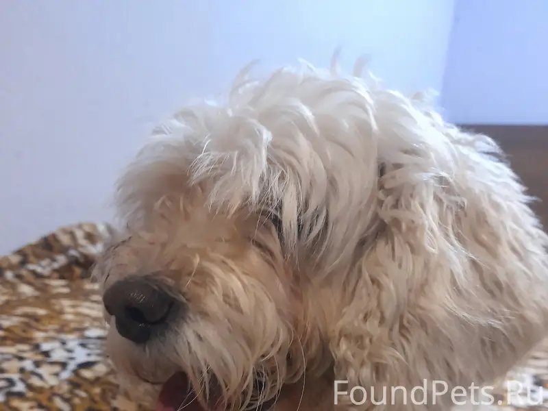 Найдена собака, пудель (?), окрас белый (Екатеринбург...