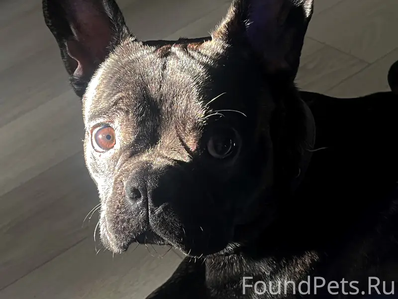 Потерялась собака по кличке Арчи 
Большая...