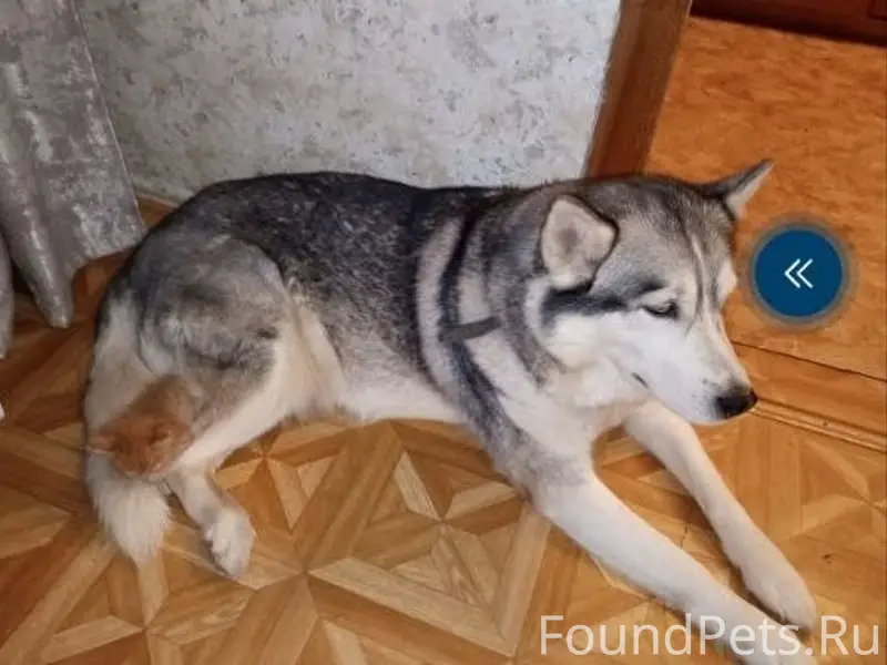 #пропало 
Потерялась собака, Хаски. Отзывается на...