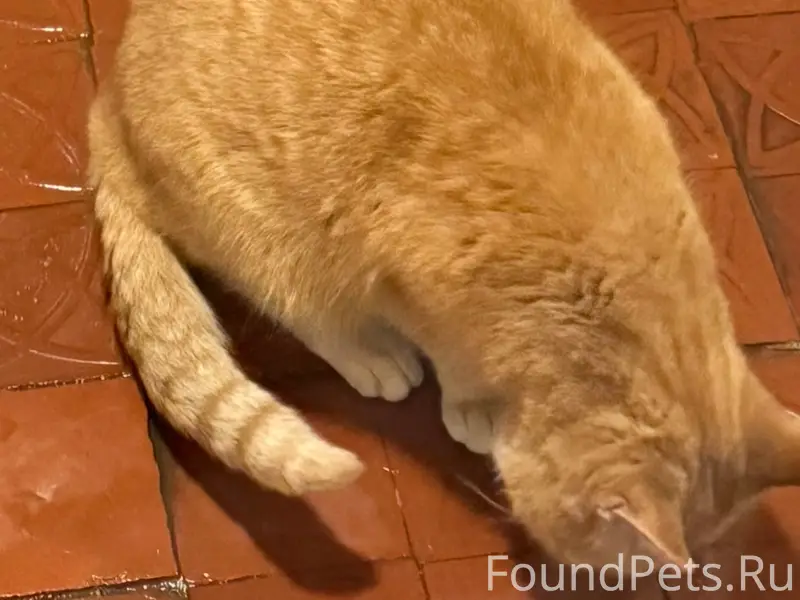 Найдена кошка.
Кот, рыжий,  на улице...
