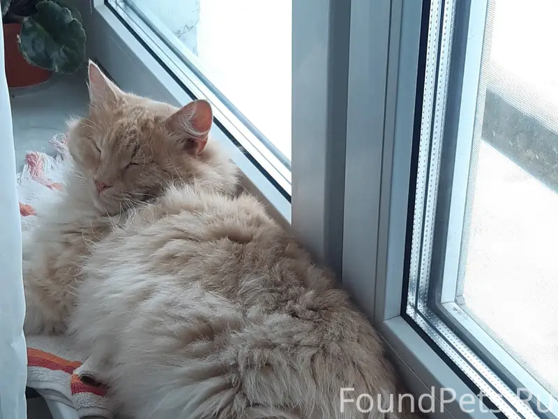 Пропал внезапно примерно 16.02 рыжий...