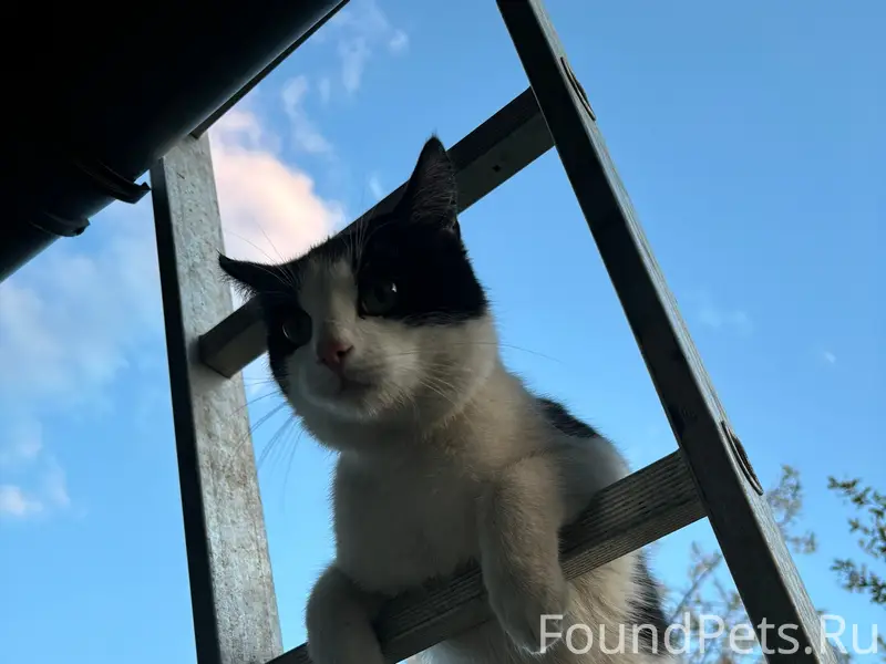 Пропал кот.Район церкви 1 мая...