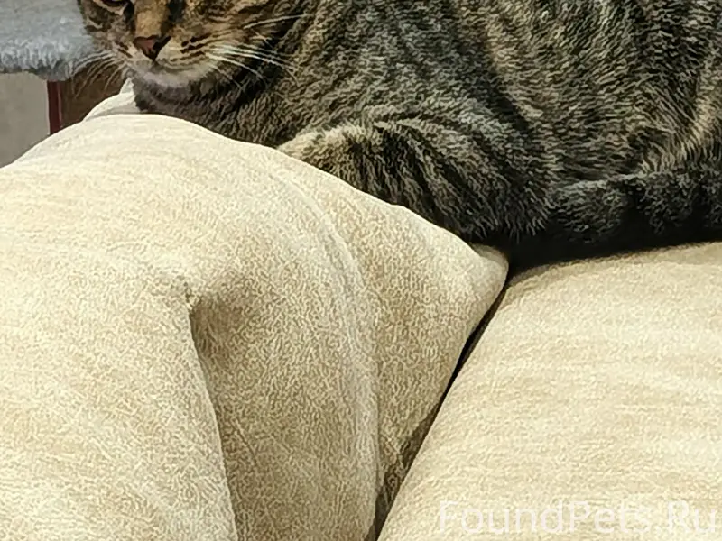 Пропал кот , 18 февраля ушел гулять...