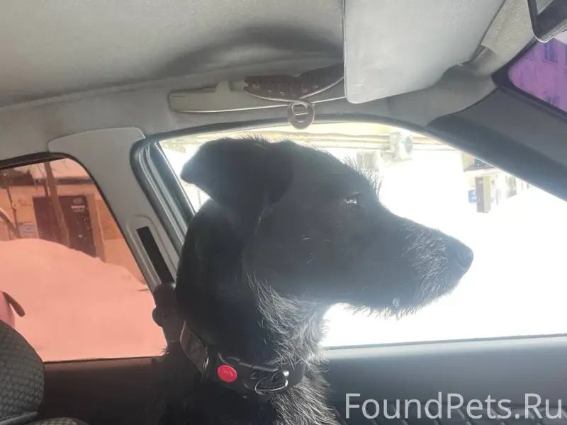 Предположительно породы дратхаар, в районе улицы...