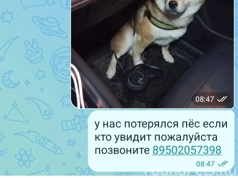 20 февраля вечером на Алтайке убежал...