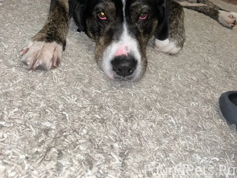 ГОМЕЛЬ! НАЙДЕНА СОБАКА❗
️21 февраля около...