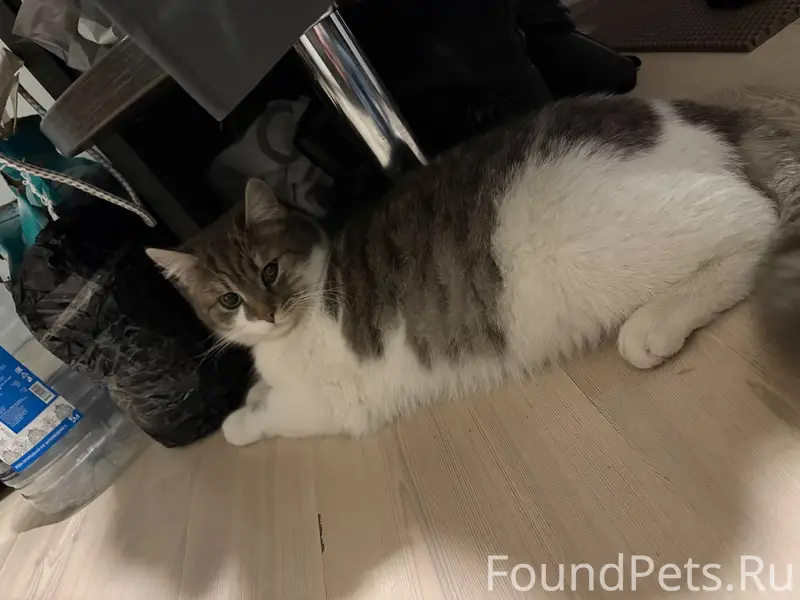 Найден кот в подъезде макаренко 4а...