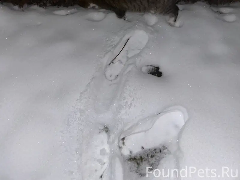 Найден кот, домашний, бегает около 48...