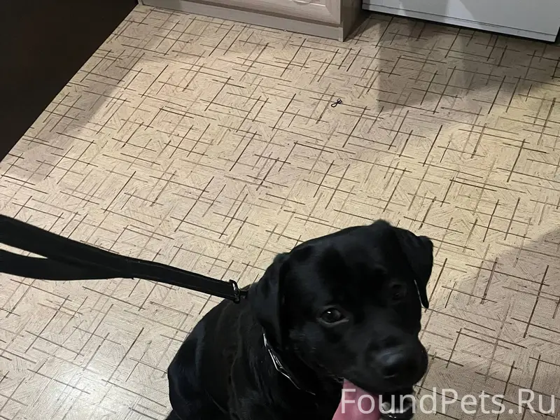 Найдена собака, кобель, на вид домашняя...