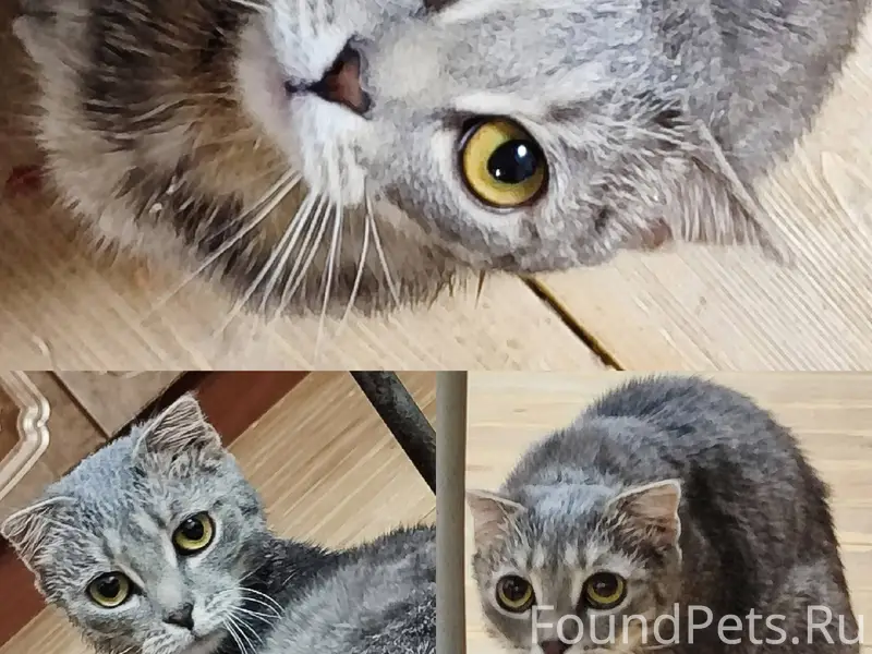 Найдена кошка в районе Старшей школы...