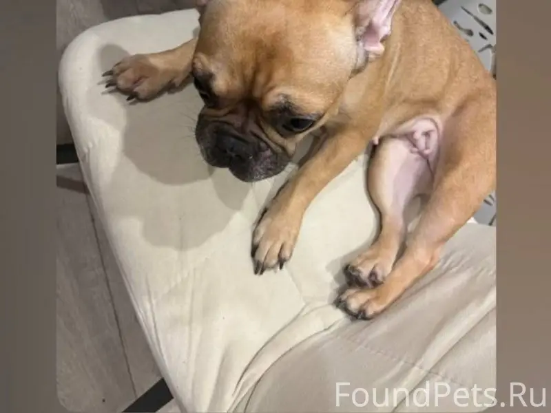 ПОТЕРЯЛАСЬ СОБАКА! 
Пос. Мехзавода, 19.02...