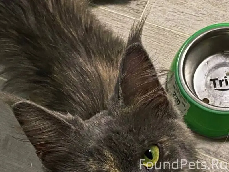 Предположительно мейн-кун, очень худая, с...