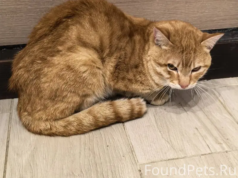 Чья потеряшка ?Найдет кот  на Школьной...