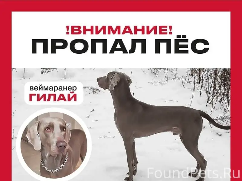 Розыск!
По всем городам!

Веймаранер из...