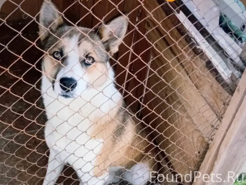 Убежал пёс по кличке
Цезарь. В...