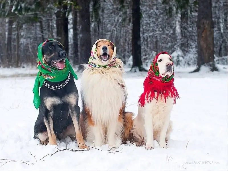 🥞 Масленица: веселье для людей, безопасность...