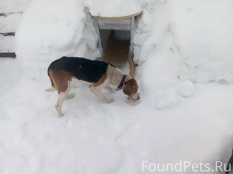 Найдена собака 🐕 Прибежала 20.02...