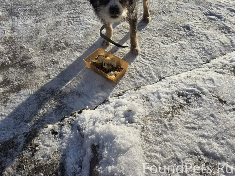 Сегодня на Власихинское кладбище найдена собака...