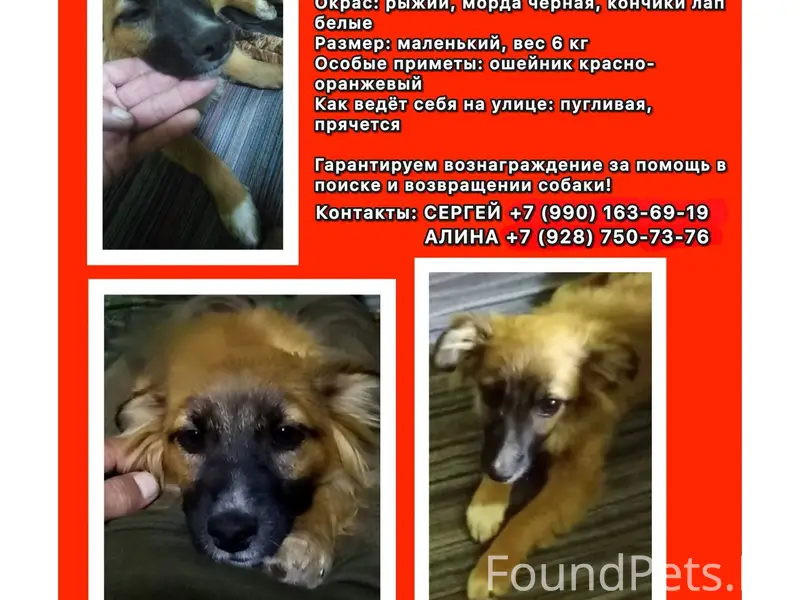 ПРОПАЛА СОБАКА‼️
Помогите найти  любимого  друга‼️...