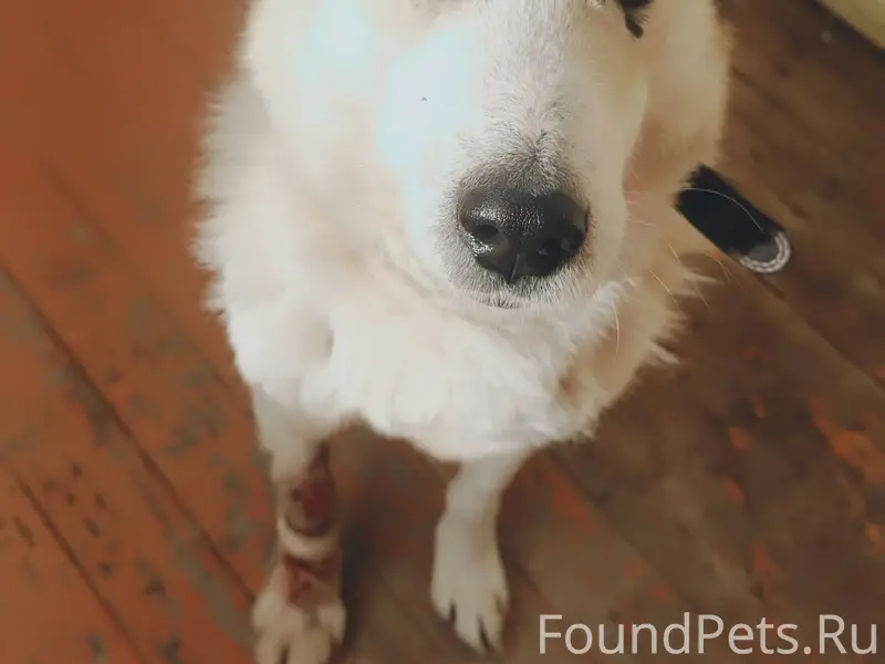 Найден пёс в районе Мелентьевки, ухоженный...