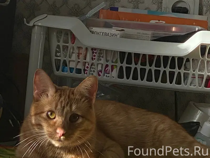 Здравствуйте, пропал кот, по адресу восточная...