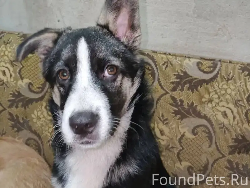 Пропала собака, мальчик,зовут Миша, на...