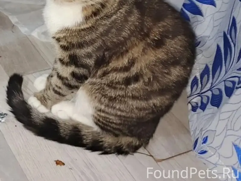 Здравствуйте. Пропала кошка с Богдана Хмельницкого...