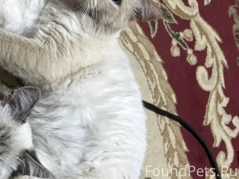 Потерялся кот, окрас рыжий, ред-поинт...