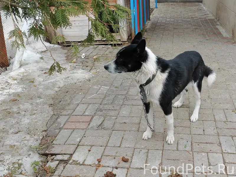 Пропал Рокки, лайка, Тарка