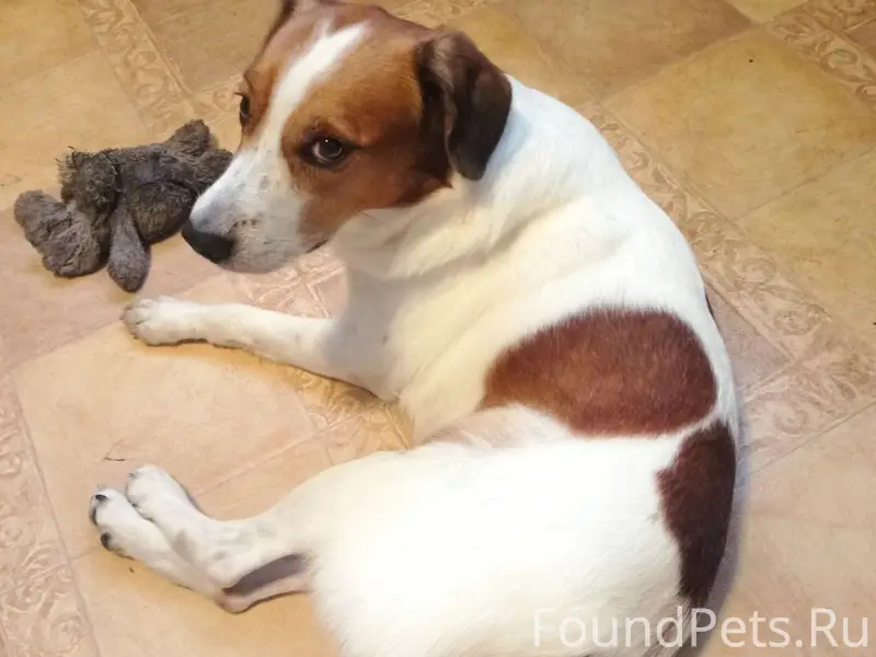 Пропал пёс Пятныш