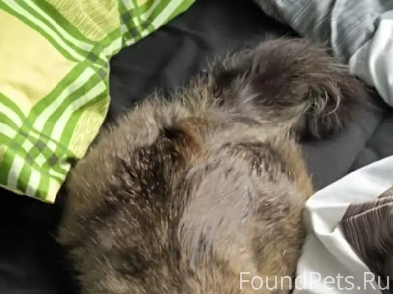 Пропал молодой кот, х. Весёлый