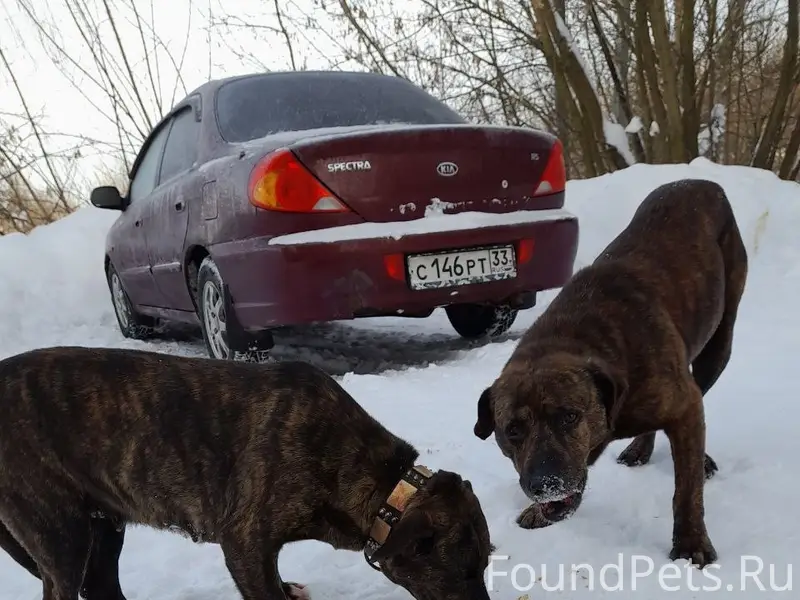 Пропали собаки, ул. Набережная