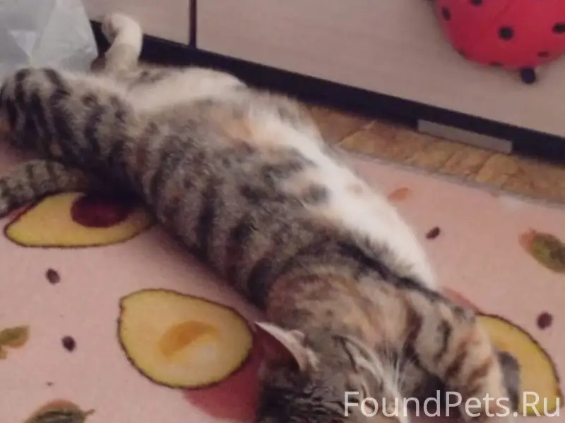 Пропала кошка Бабуся, Черёмушки