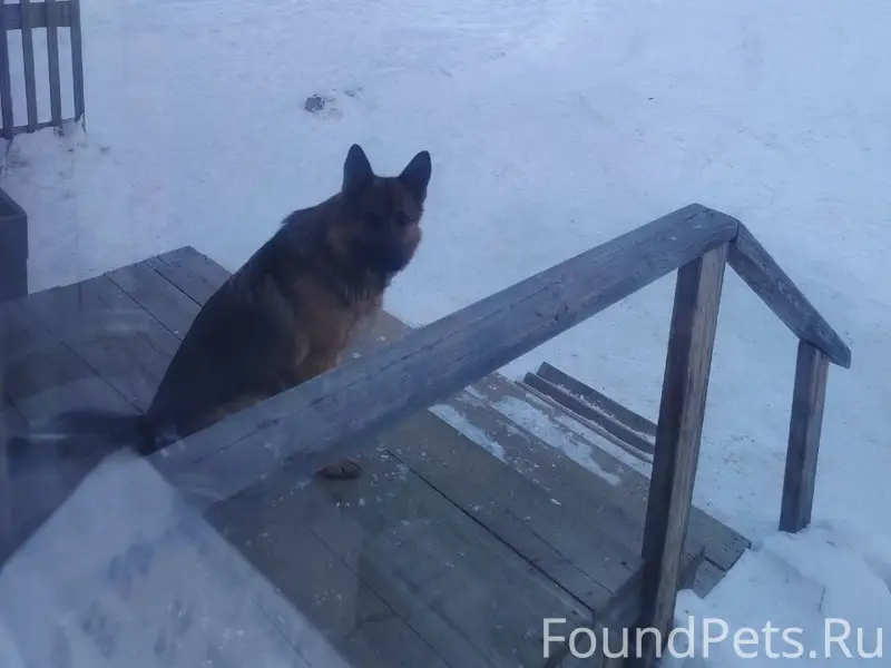 Пропала немецкая овчарка Салли, Улан-Удэ