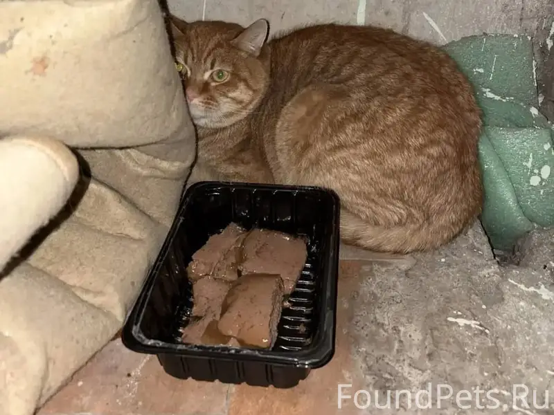 Найден рыжий котик, Зеленоград