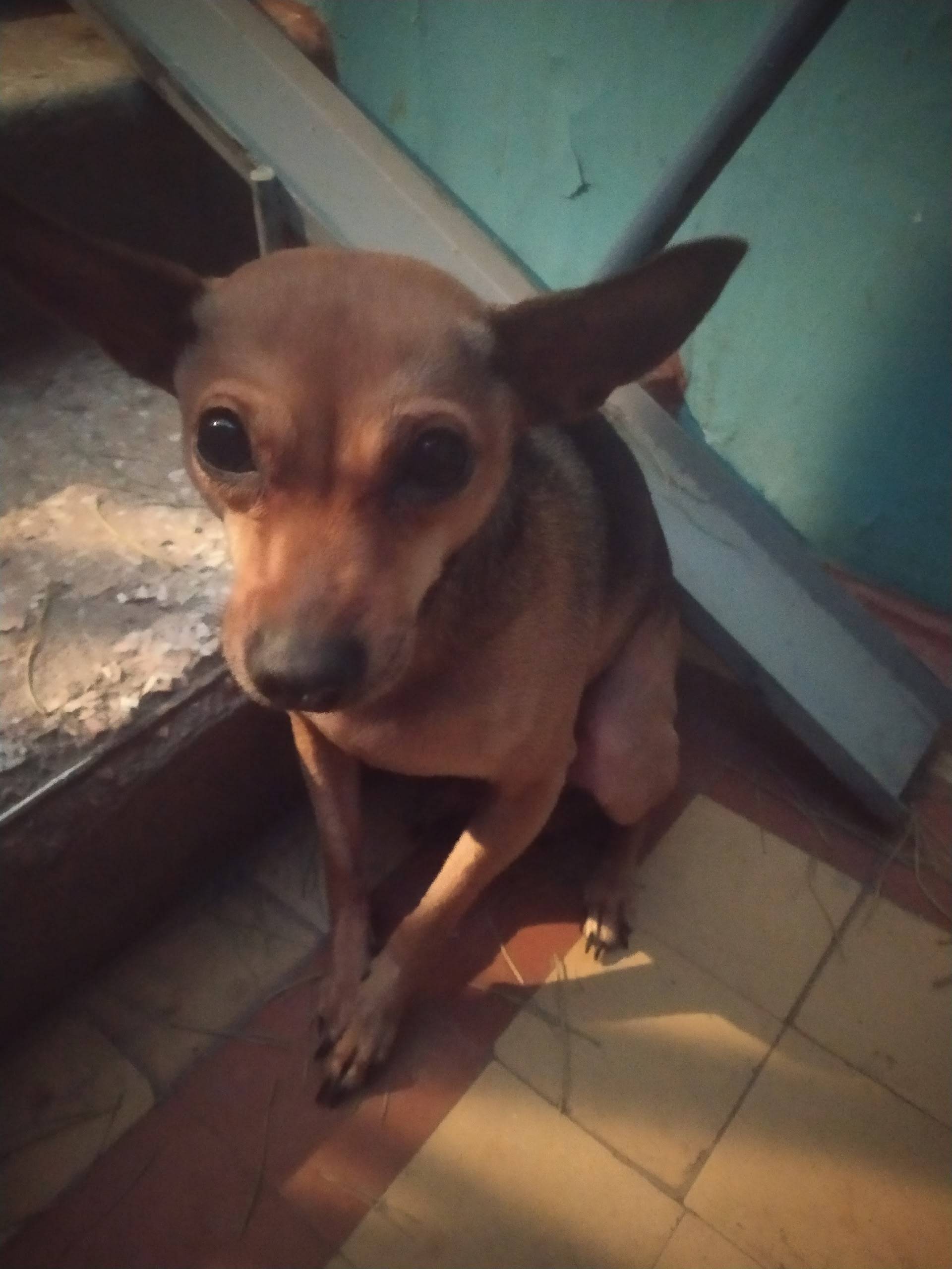 Найден пёс, подъезд