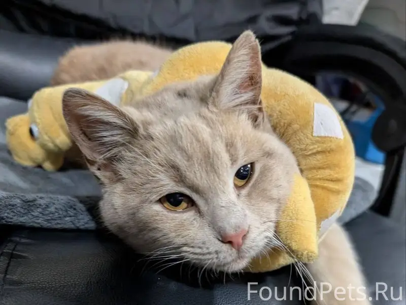 Пропал кот, район рудника